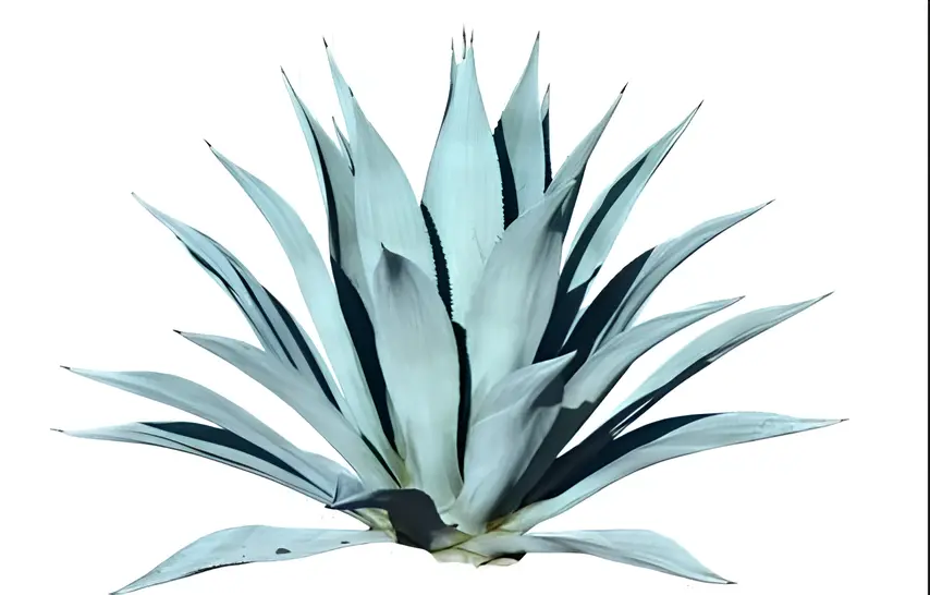 agave-azul-tequila-martini