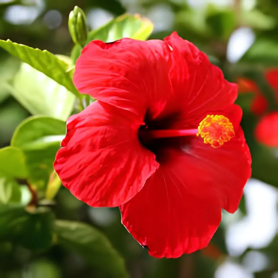 hibisco-flor-hibiscus-martini