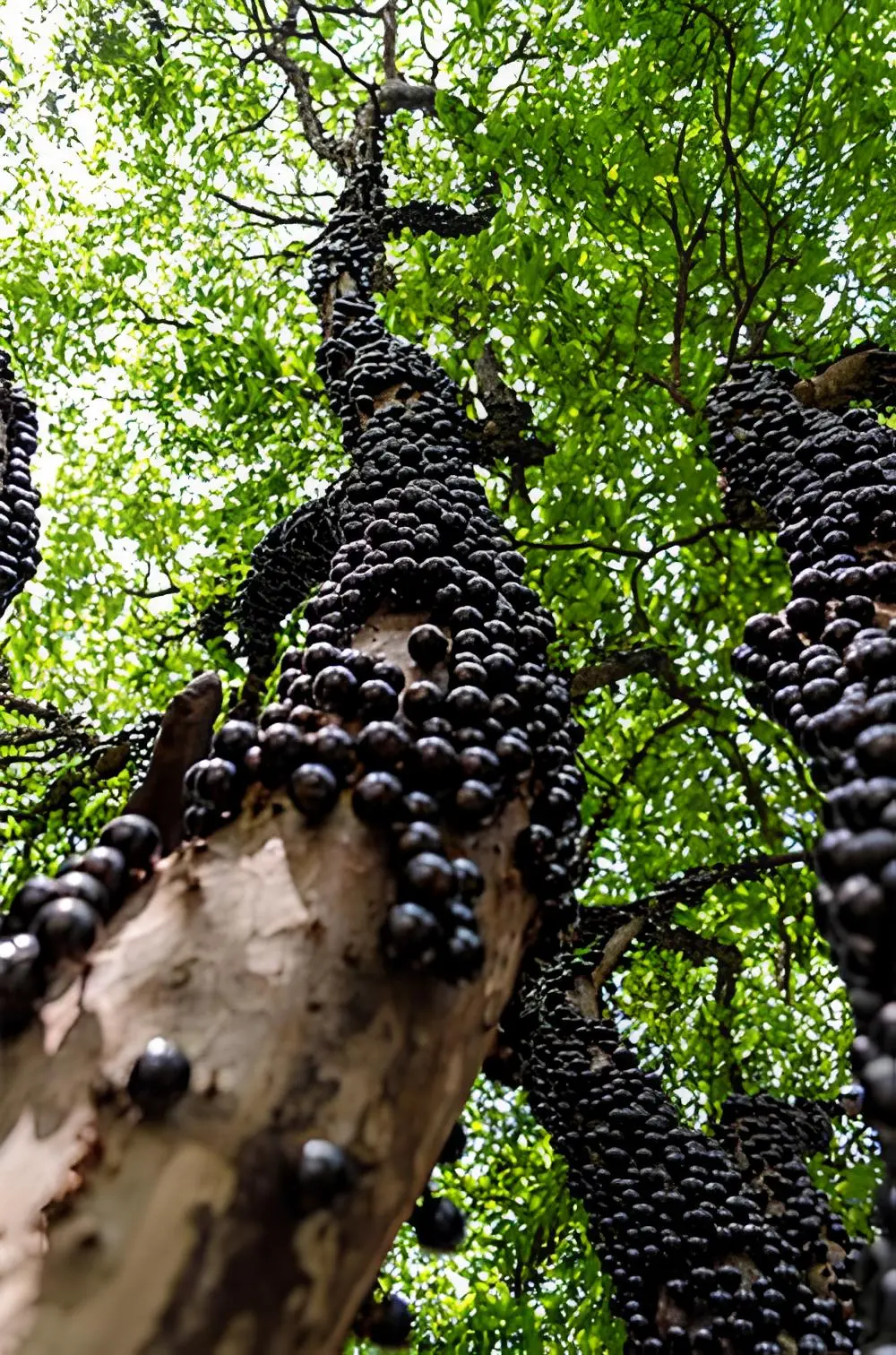 jabuticabeira-bramble-de-jabuticaba