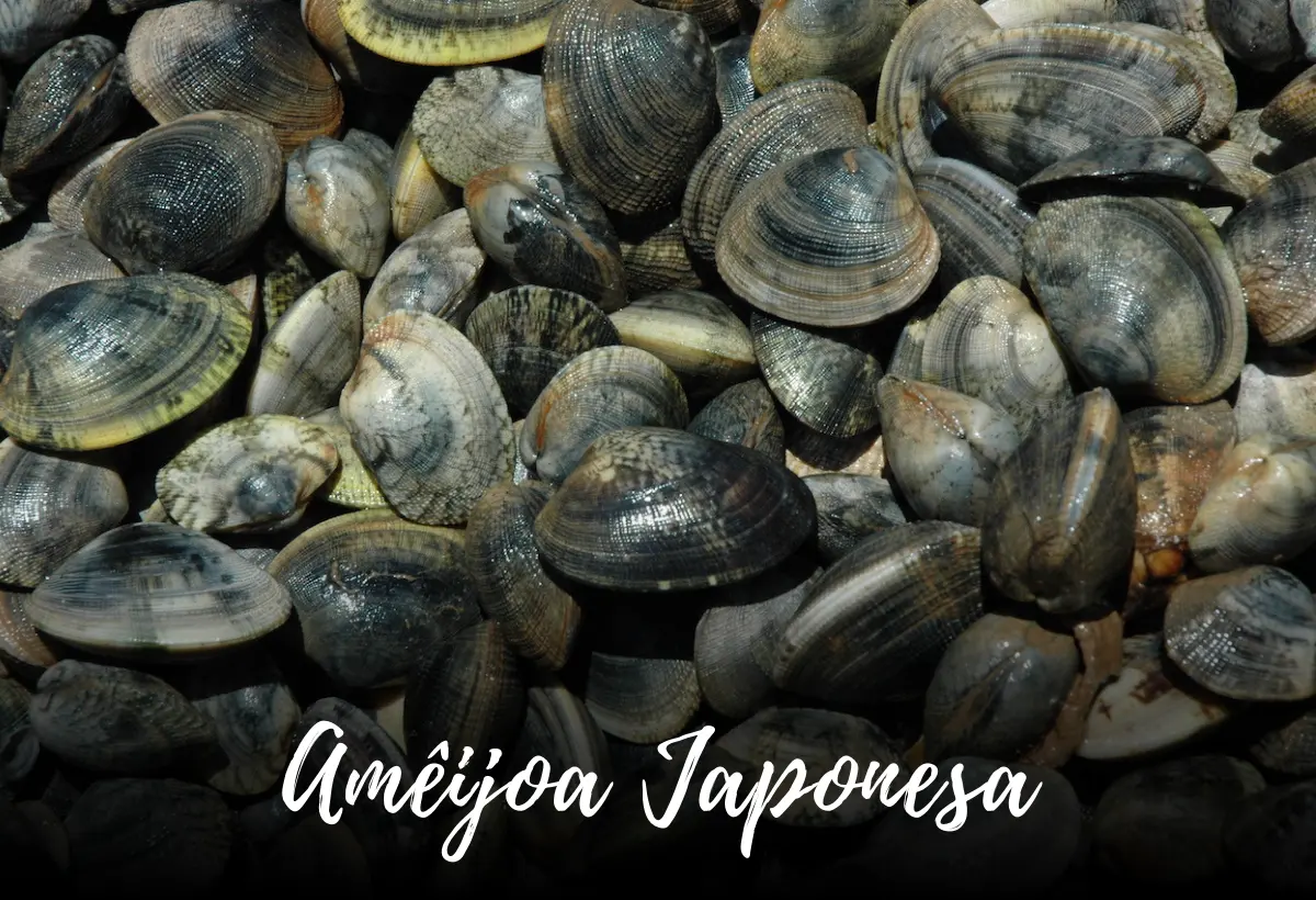 ameijoa japonesa